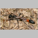Ammophila sabulosa - Sandwespe 60-w03 20mm.jpg
